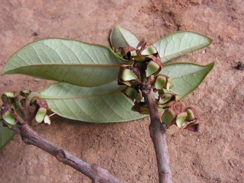 Eugenia magnifica
