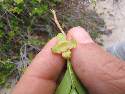Eugenia neonitida