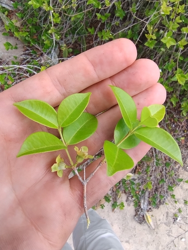 Eugenia neonitida