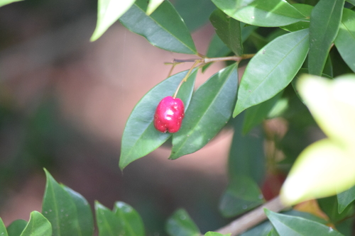 Eugenia paniculata