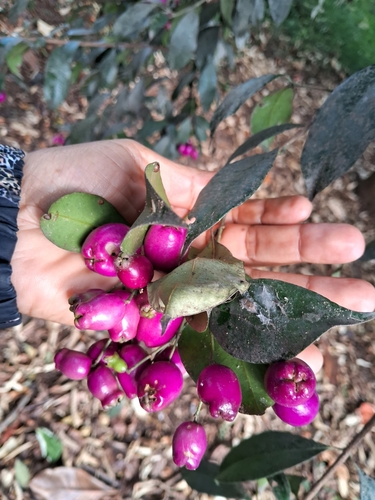 Eugenia paniculata
