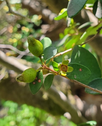 Eugenia polyantha