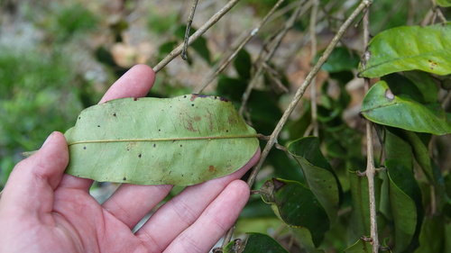 Eugenia polystachya