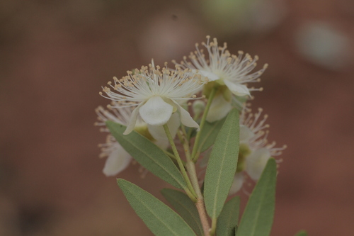 Eugenia pyriformis