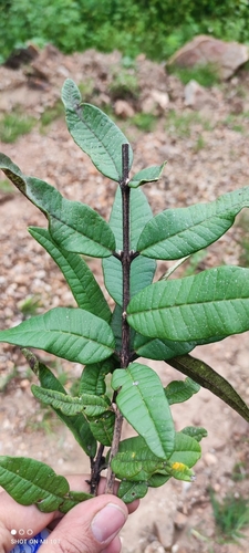 Eugenia quebradensis