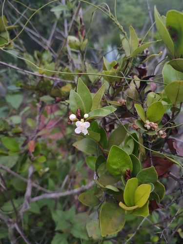 Eugenia roxburghii