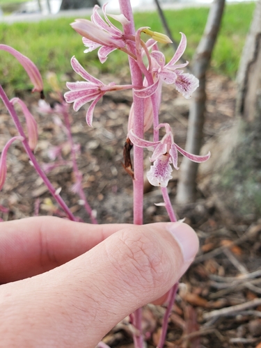 Eulophia graminea