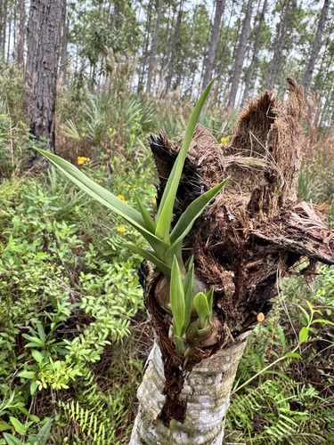 Eulophia graminea