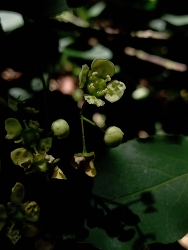 Euonymus carnosus