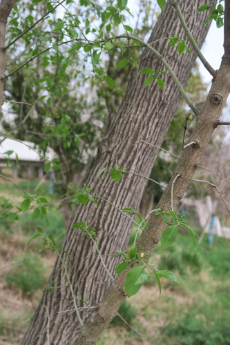 Euonymus maackii