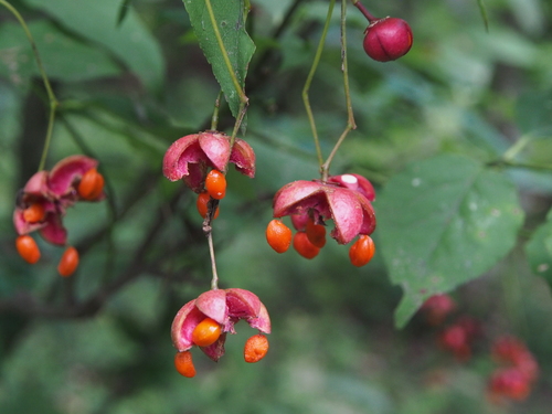 Euonymus oxyphyllus