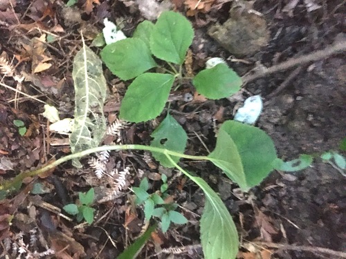 Eupatorium megalophyllum