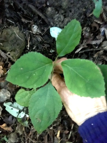 Eupatorium megalophyllum