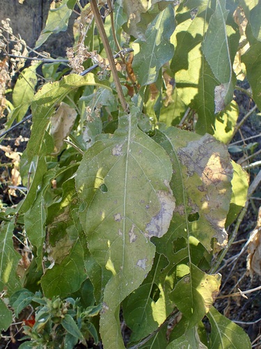 Eupatorium quadrangulare