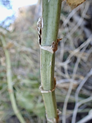 Eupatorium quadrangulare