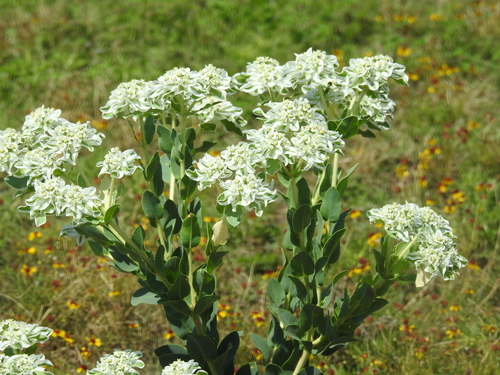 Euphorbia marginata