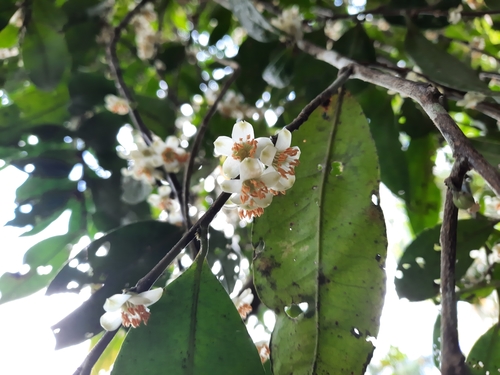 Eurya acuminata