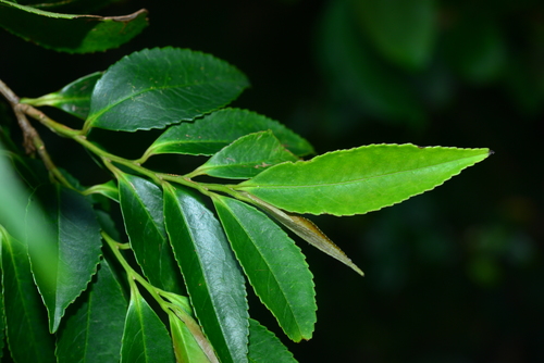 Eurya chinensis