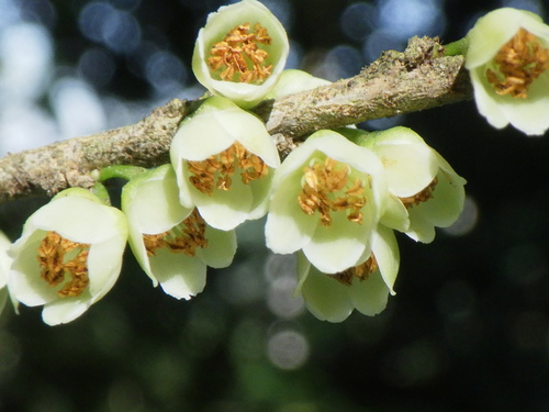 Pentaphylacaceae