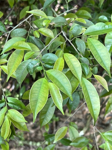 Eurya nitida