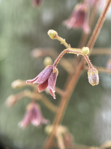 Eurycoma longifolia