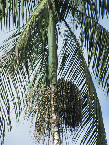 Euterpe catinga var. roraimae