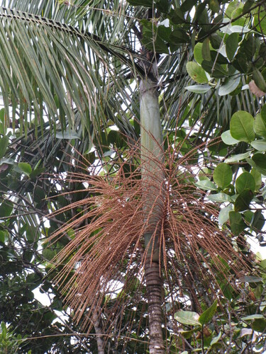 Euterpe catinga var. roraimae