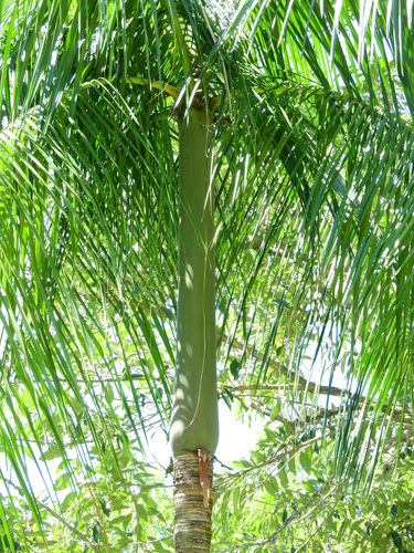 Euterpe edulis