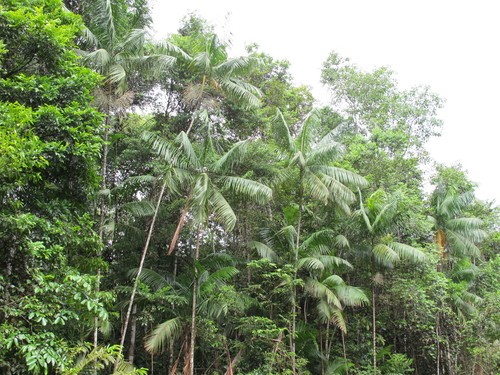 Euterpe oleracea