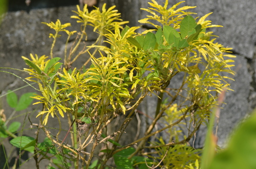 Evodia ridleyi