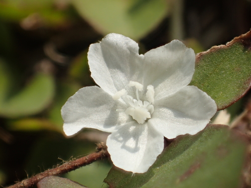 Evolvulus nummularius
