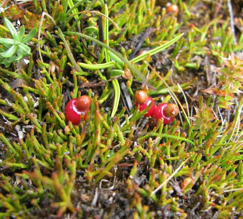 Exocarpos nanus