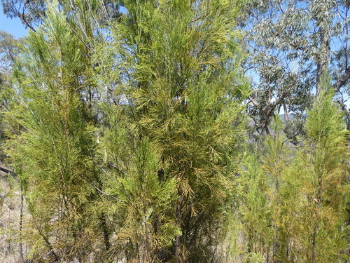 Exocarpos strictus