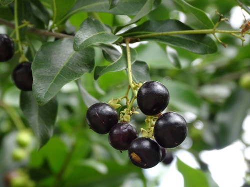 Exothea paniculata