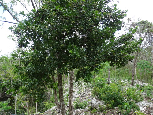 Exothea paniculata