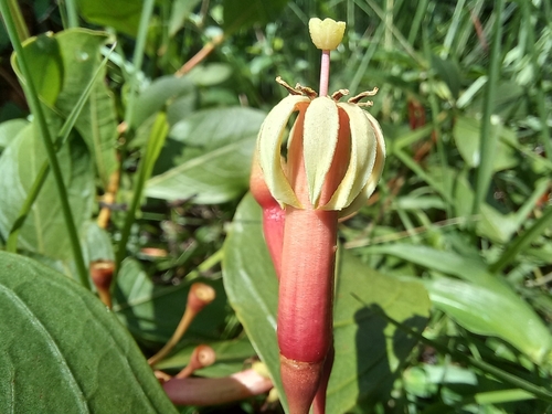 Fadogia fuchsioides