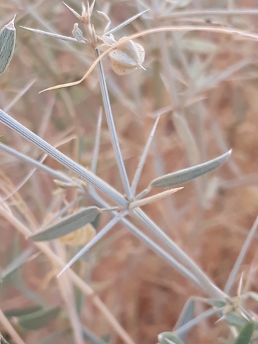 Fagonia indica