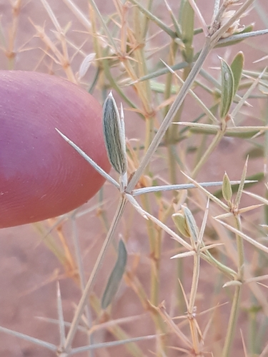 Fagonia indica
