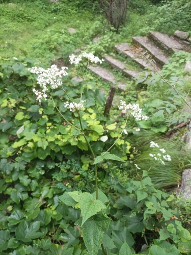 Fagopyrum dibotrys