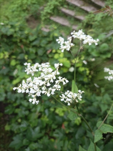 Fagopyrum dibotrys
