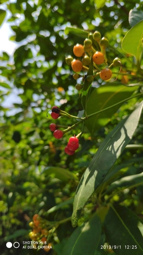 Fagraea fragrans