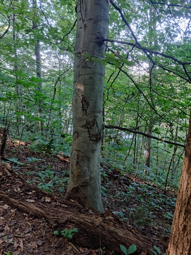 Fagus grandifolia