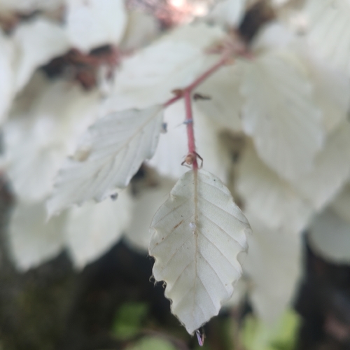 Fagus sylvatica