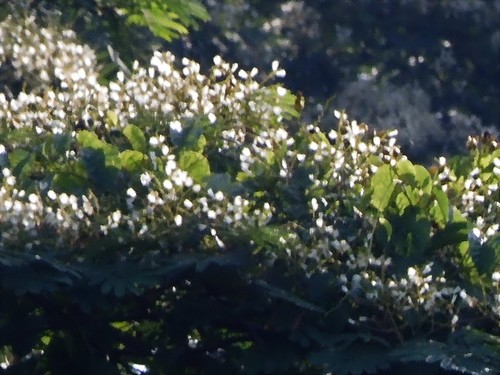Falcataria falcata