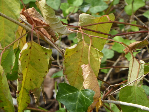 Fallopia japonica