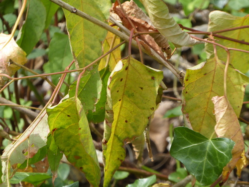 Fallopia japonica