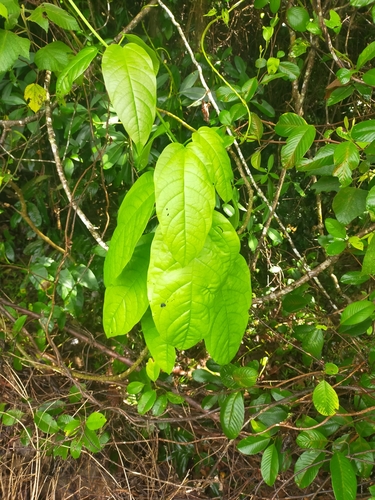 Faradaya splendida