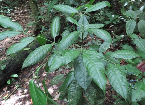 Faramea torquata