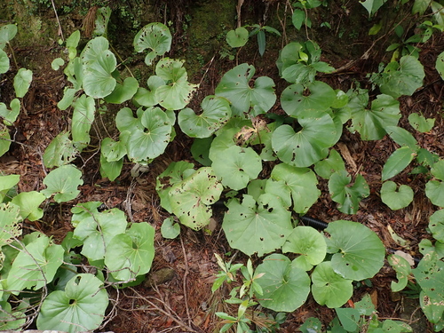 Farfugium japonicum