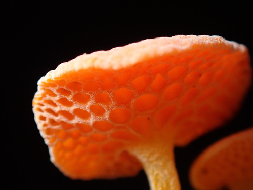 Favolaschia calocera